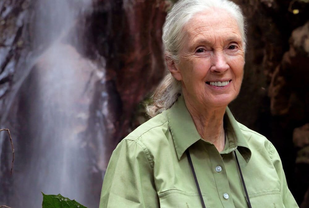 Remembering Dr. Jane Goodall and Her Enduring Impact on Conservation