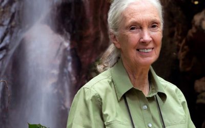 Remembering Dr. Jane Goodall and Her Enduring Impact on Conservation